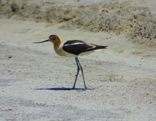 An Avocet at Wilcox.
