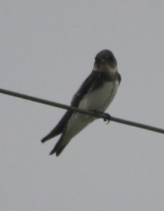 Camp C's first Bank Swallow