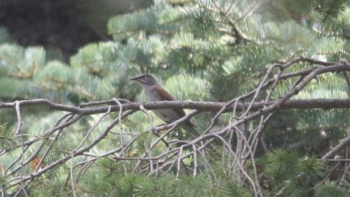 We found the first US record of Brown-backed Solitaire in the US! (Assuming it's accepted by the ABC)