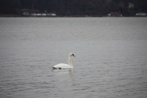 A Mute Swan.